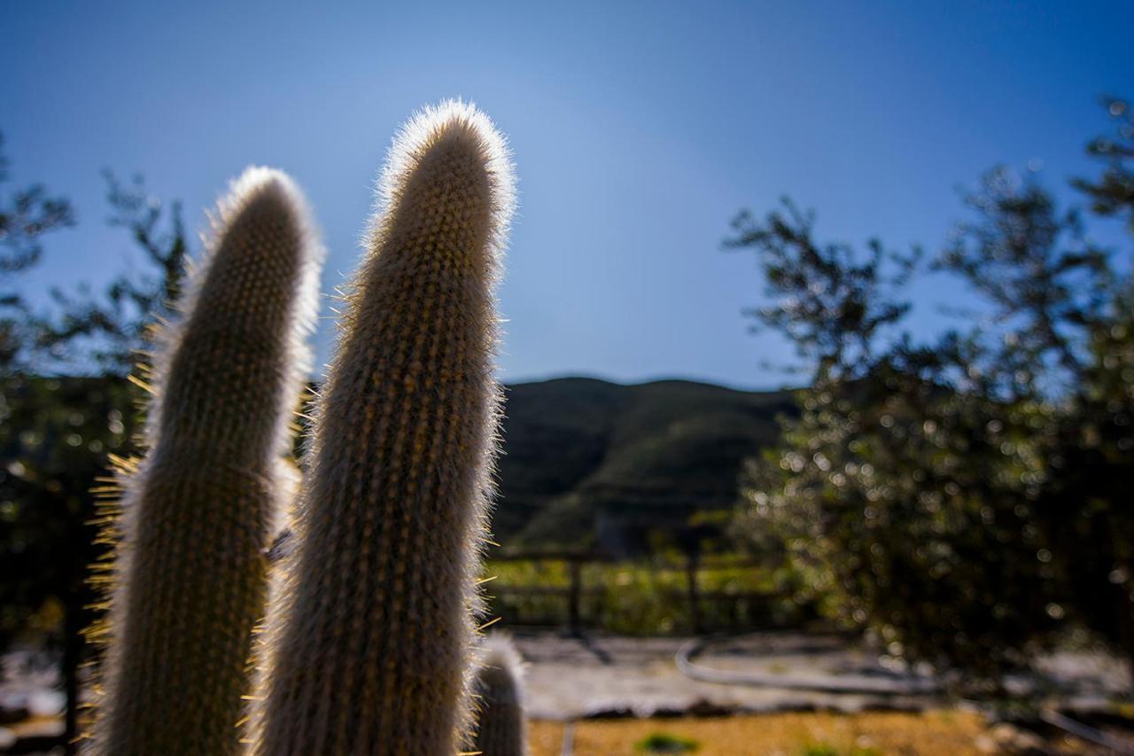 Cortijo 4 Elementos Acomodação com café da manhã Lucainena de las Torres Exterior foto